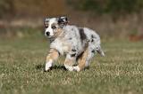BERGER AUSTRALIEN PUPPIES 229